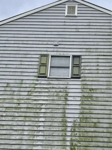 Florida Mold can turn your home green and also pose a health hazard.